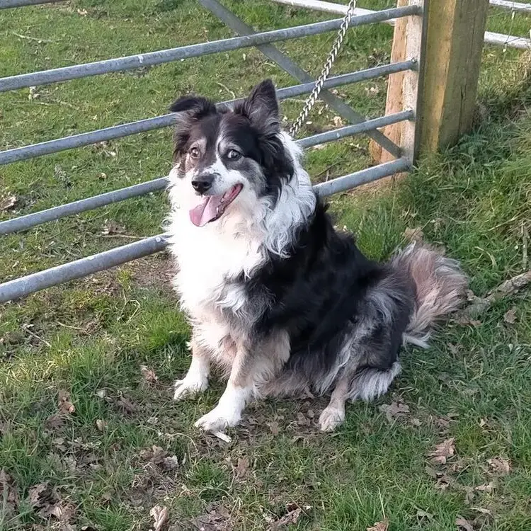 Border Collie