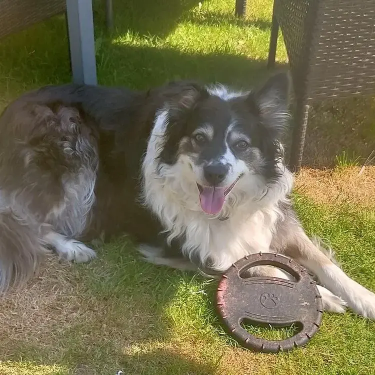 Border Collie