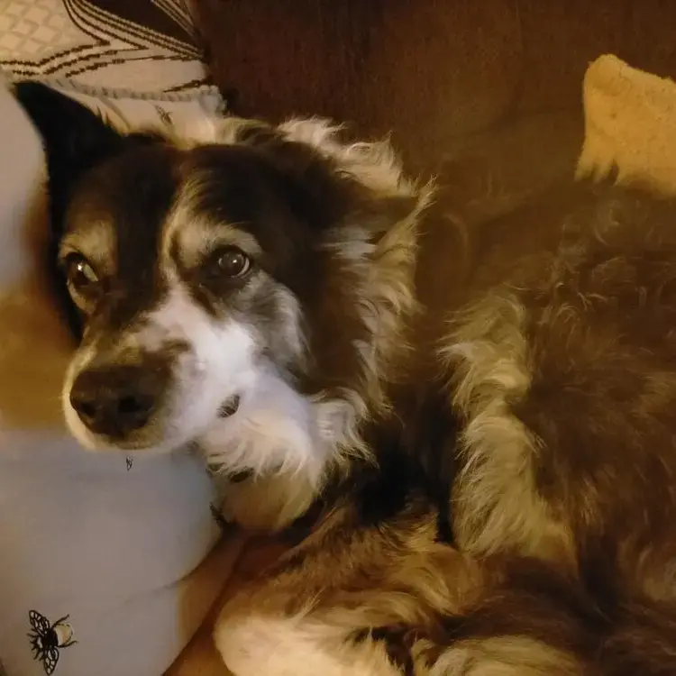 Border Collie