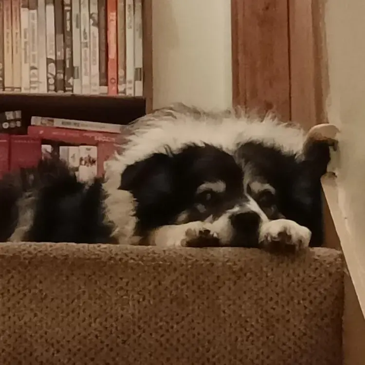 Border Collie