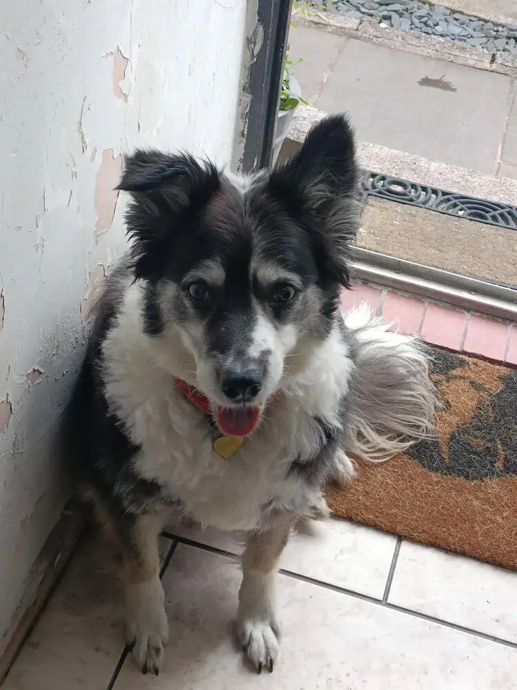 Border Collie