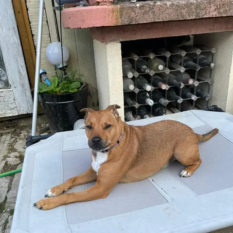Lakeland Terrier