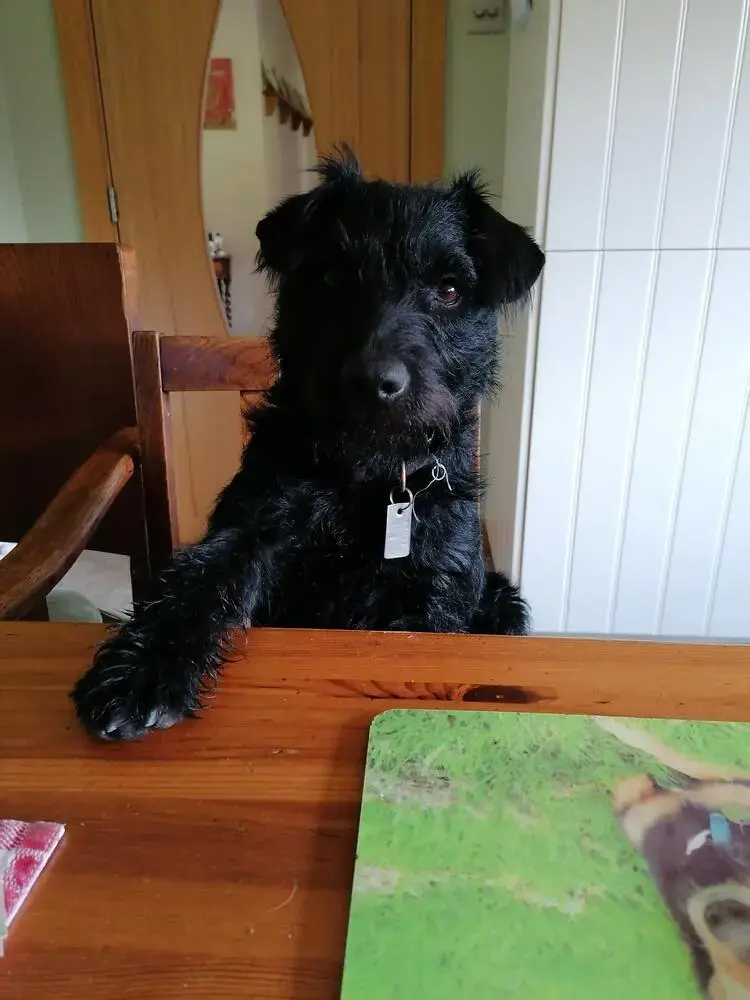 Patterdale Terrier