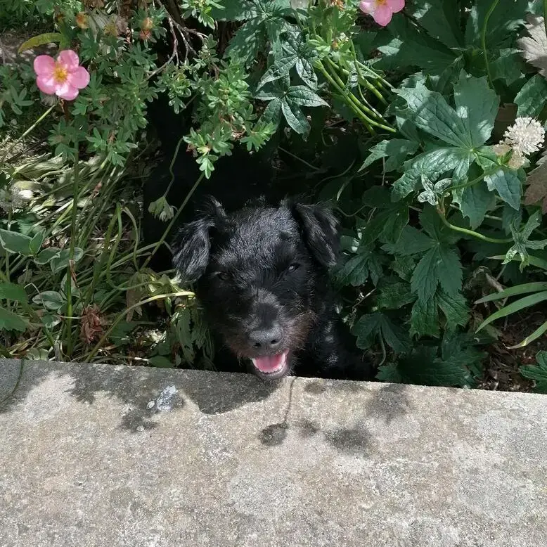 Patterdale Terrier