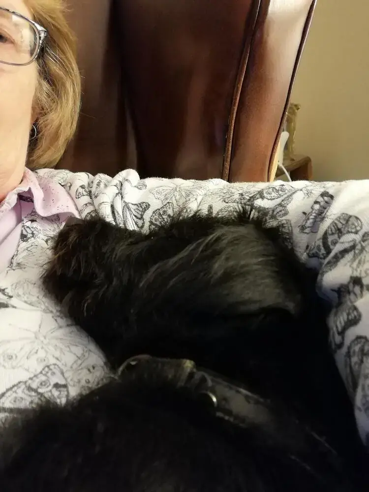 Patterdale Terrier