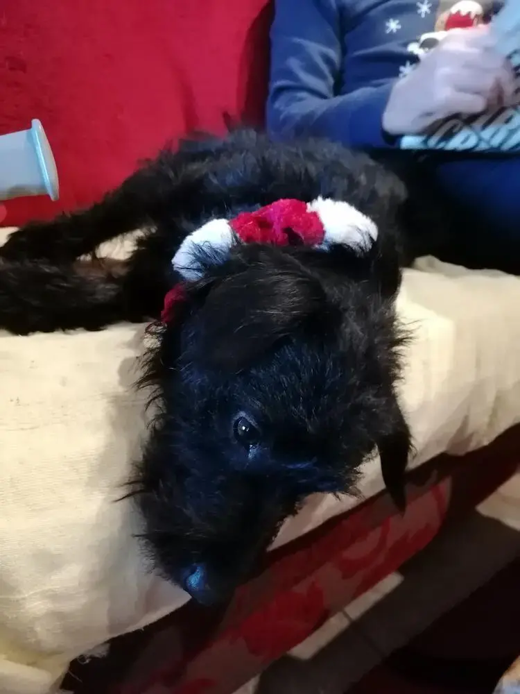 Patterdale Terrier