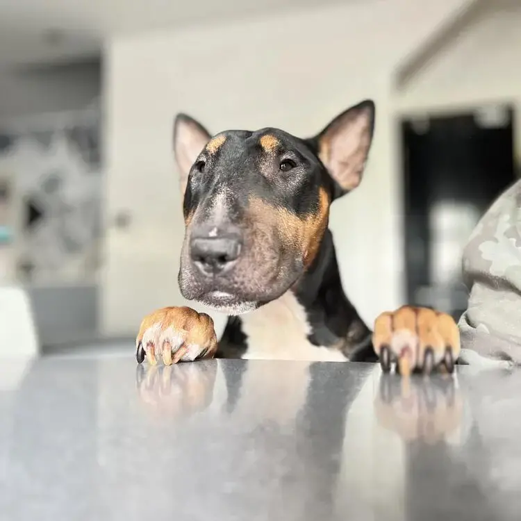 Bull Terrier
