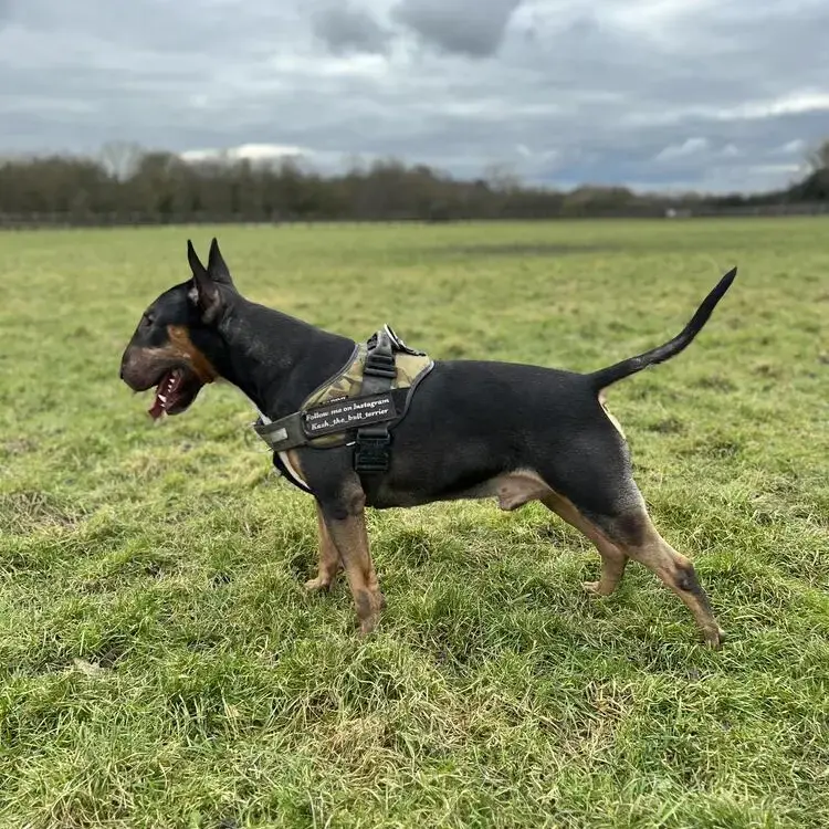Bull Terrier