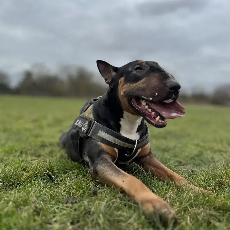 Bull Terrier