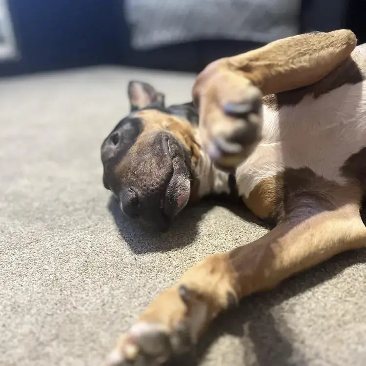 Bull Terrier