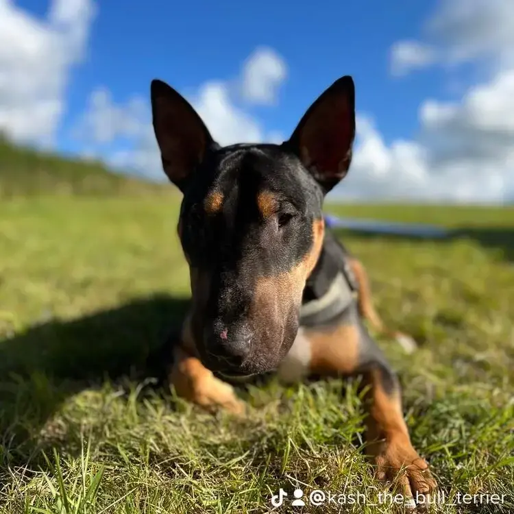 Bull Terrier