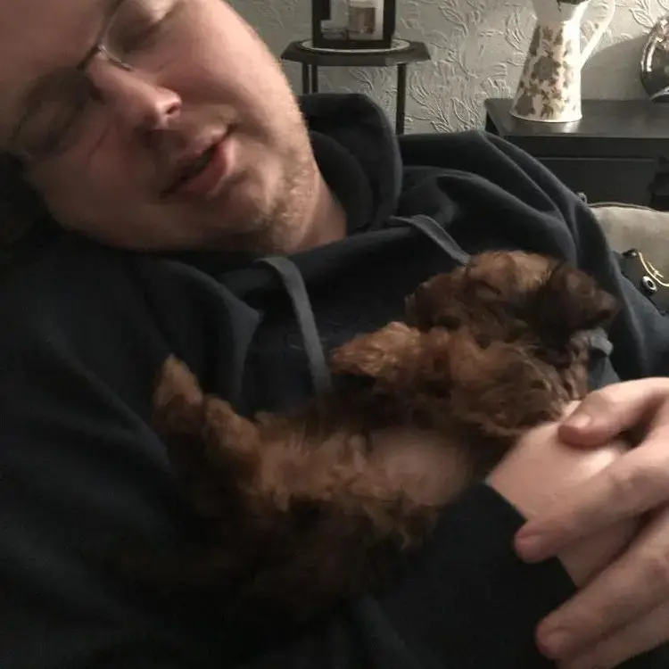 Yorkie Poo (Yorkipoo)