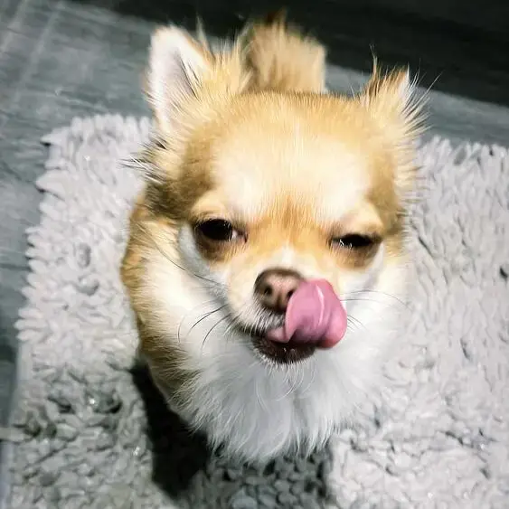 Chihuahua (Long Coat)