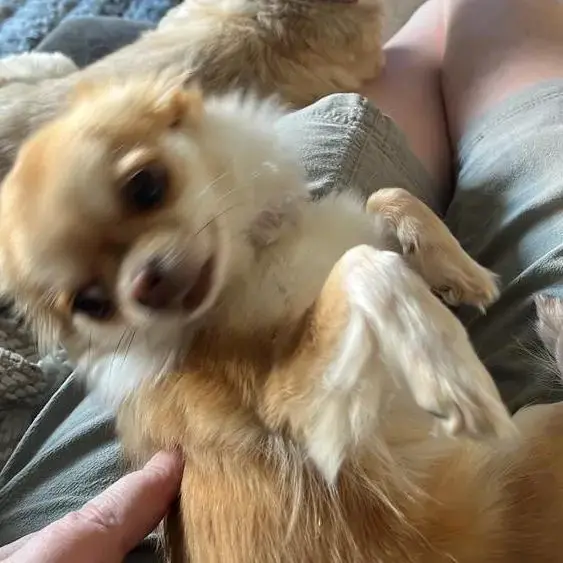 Chihuahua (Long Coat)