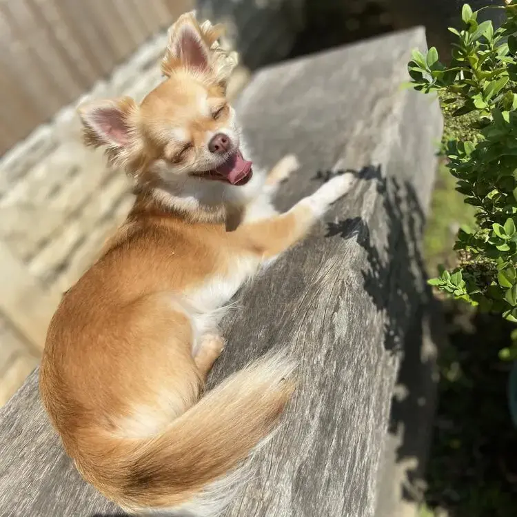 Chihuahua (Long Coat)