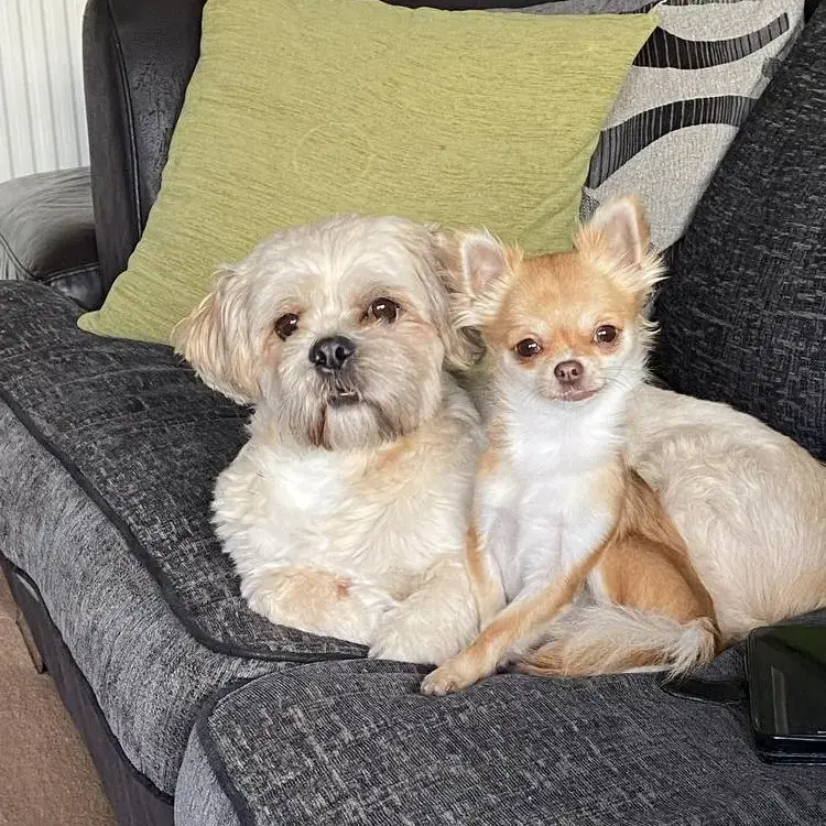 Chihuahua (Long Coat)