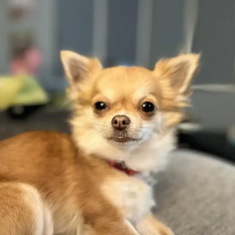 Chihuahua (Long Coat)