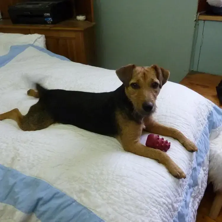 Patterdale Terrier
