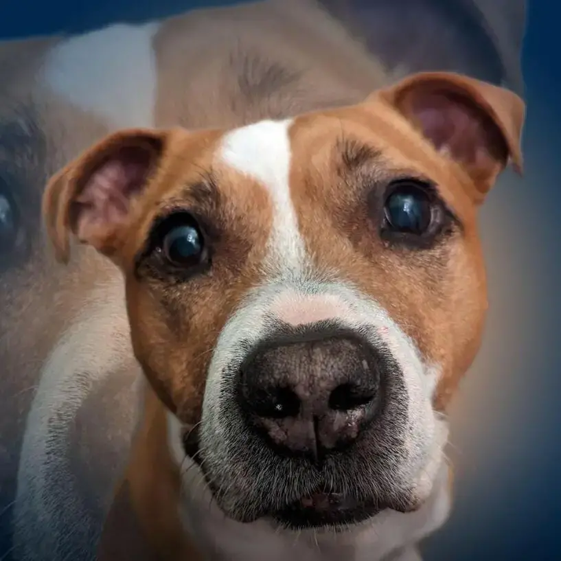 Staffordshire Bull Terrier