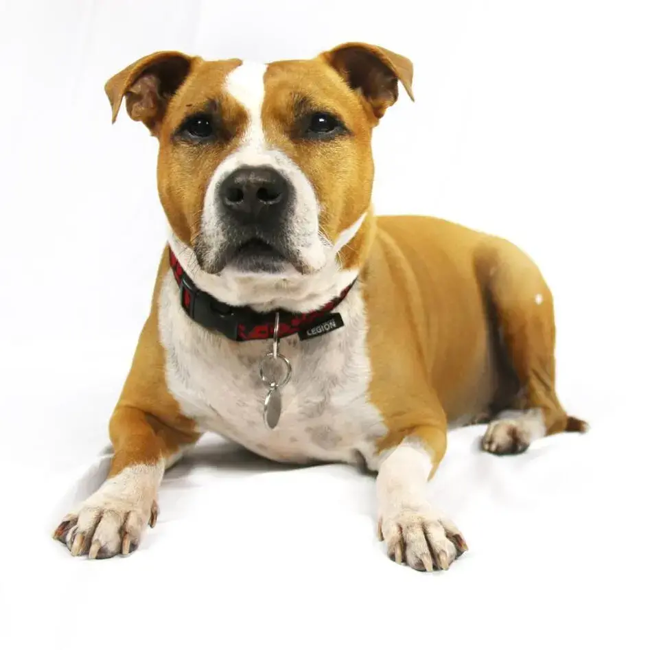Staffordshire Bull Terrier