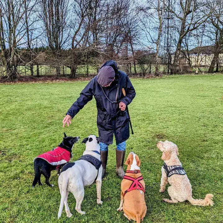 Staffordshire Bull Terrier