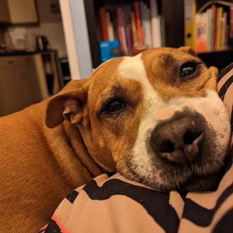 Staffordshire Bull Terrier