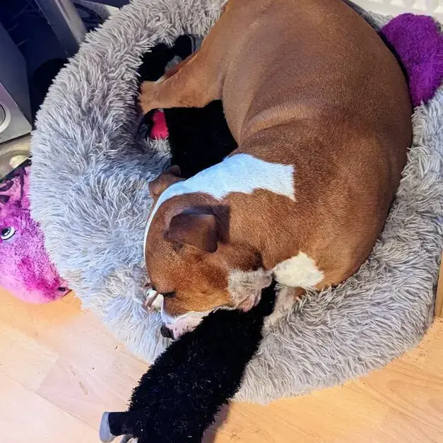 Staffordshire Bull Terrier