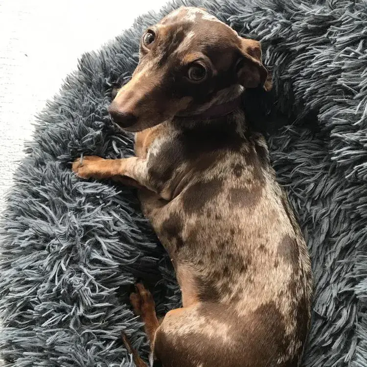 Dachshund (Miniature Smooth-Haired)