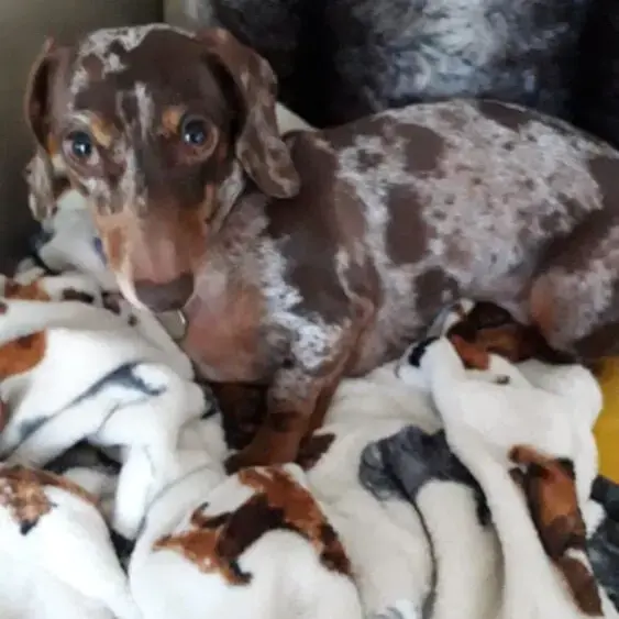 Dachshund (Miniature Smooth-Haired)