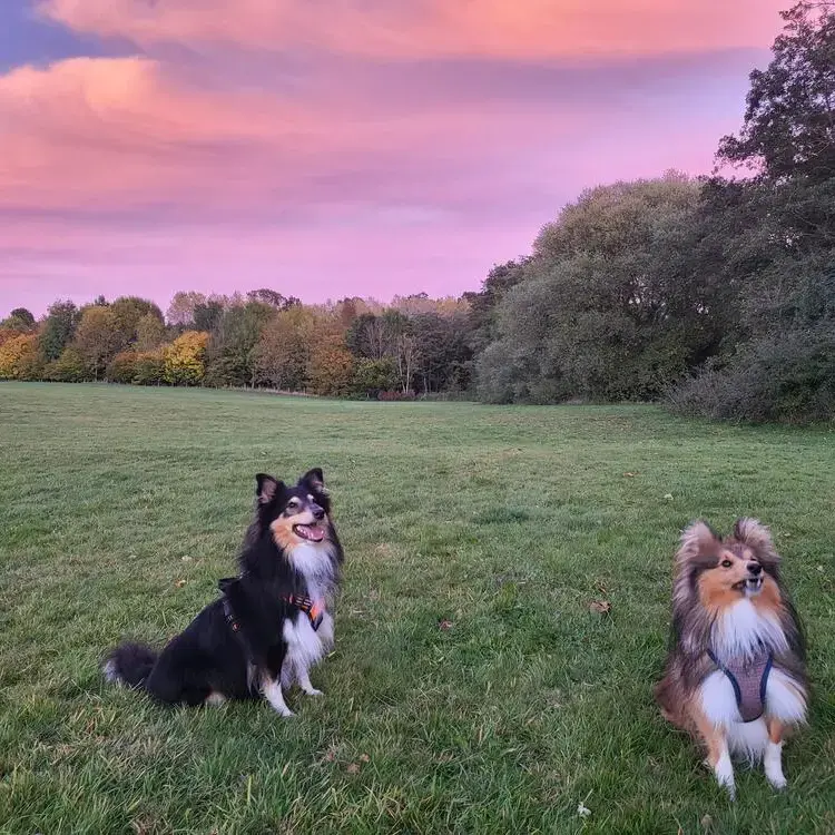 Shetland Sheepdog