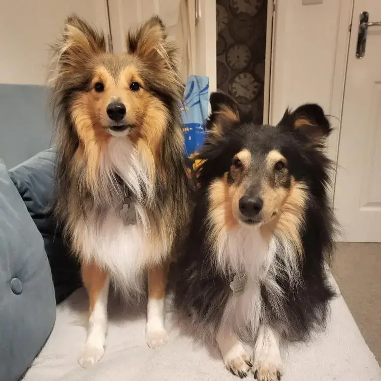 Shetland Sheepdog