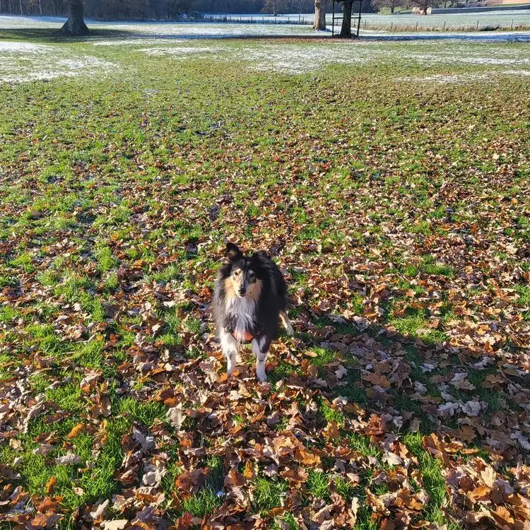 Shetland Sheepdog