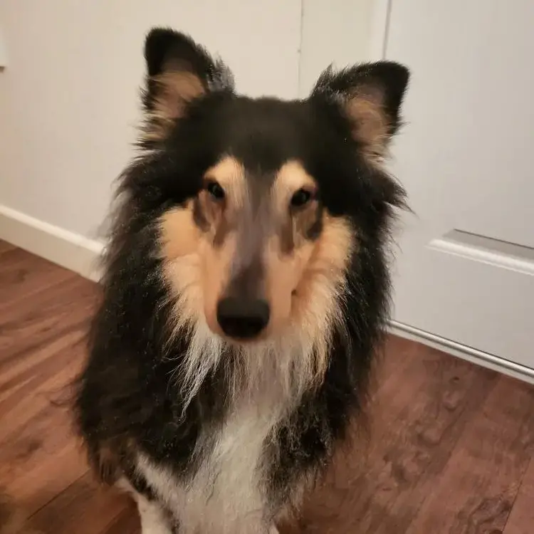 Shetland Sheepdog