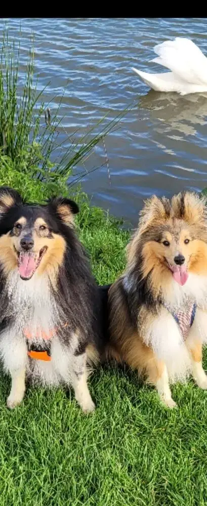 Shetland Sheepdog