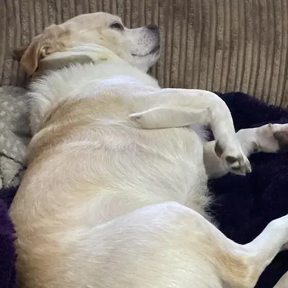 Jack Russell Terrier