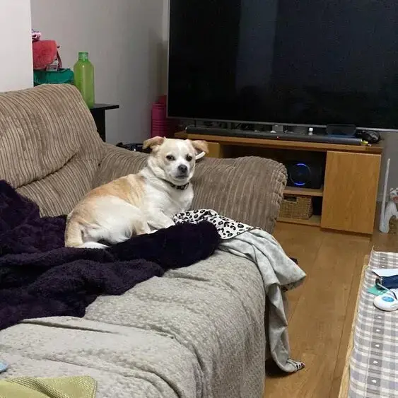 Jack Russell Terrier