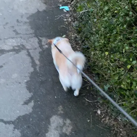 Jack Russell Terrier