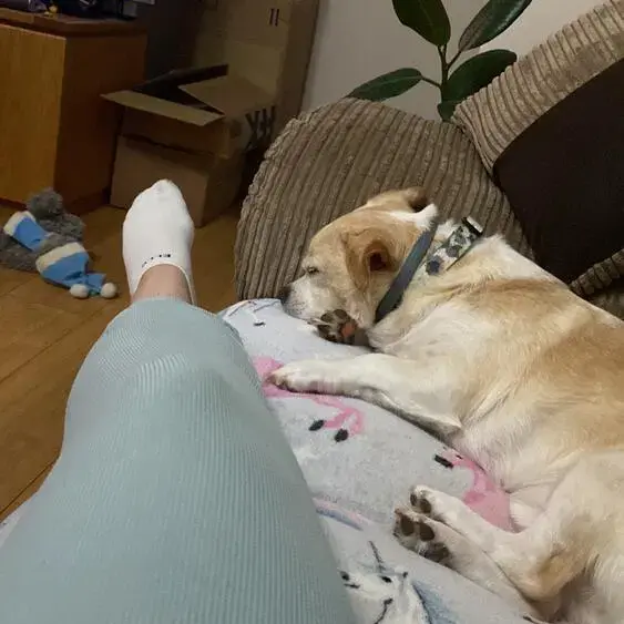 Jack Russell Terrier