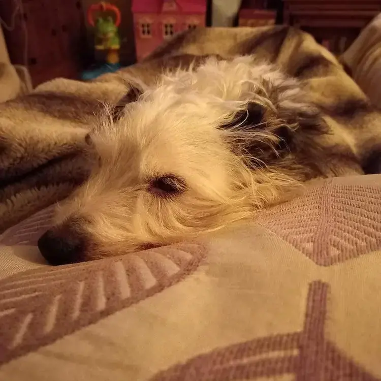 Jack Russell Terrier