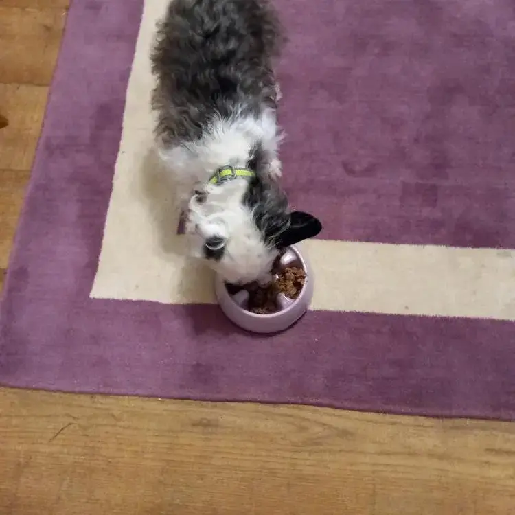 Jack Russell Terrier