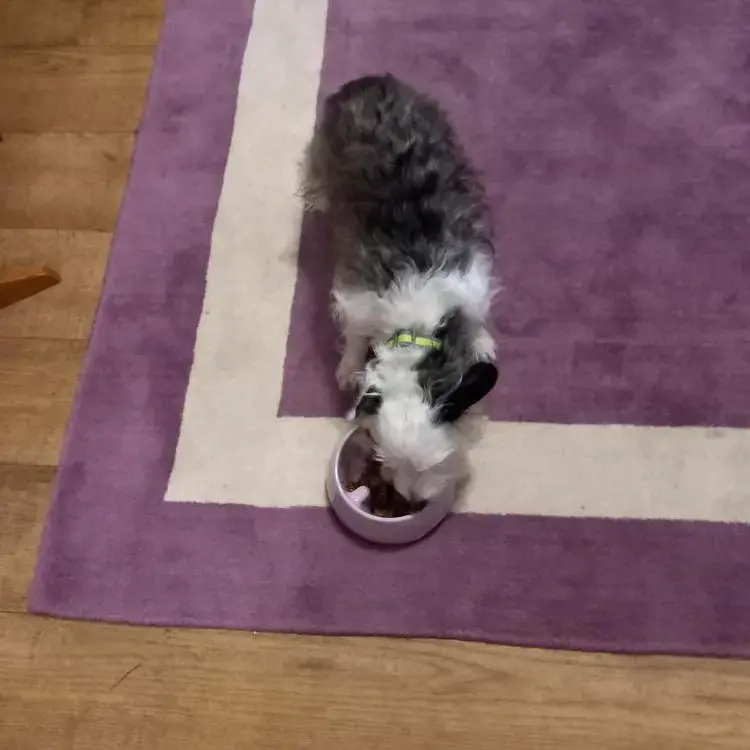 Jack Russell Terrier