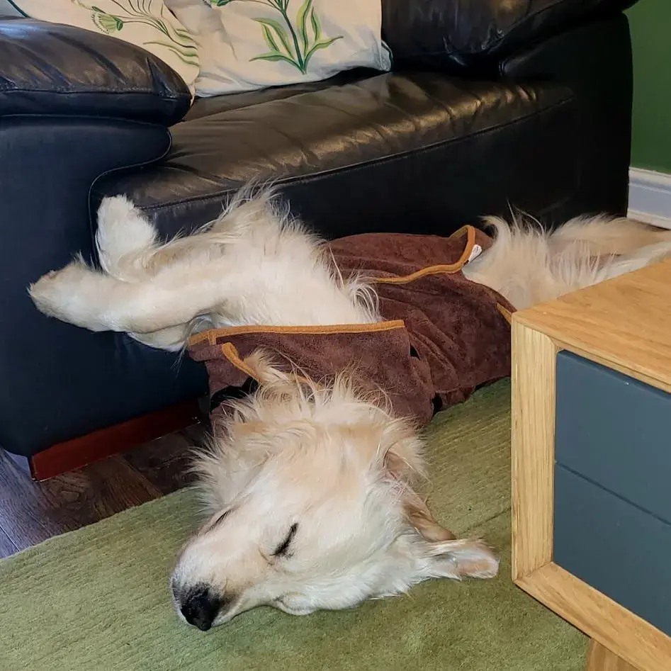 Golden Retriever