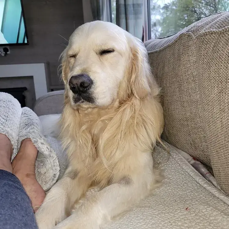 Golden Retriever