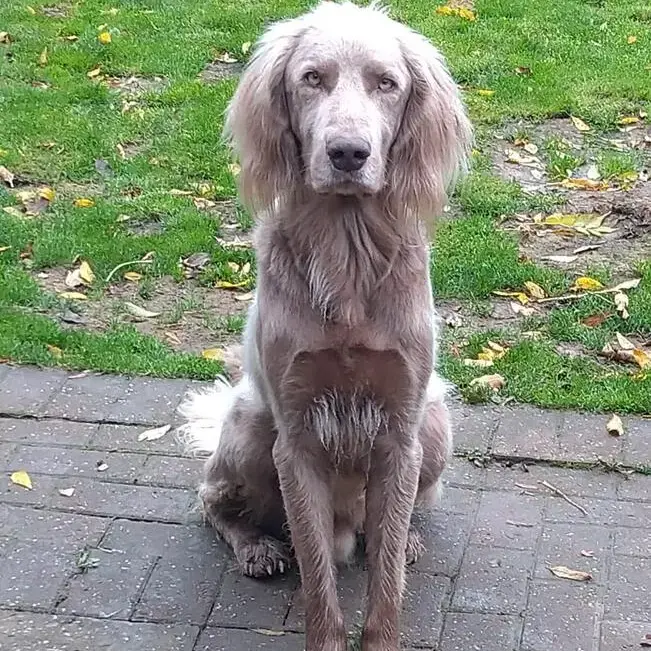 Weimaraner