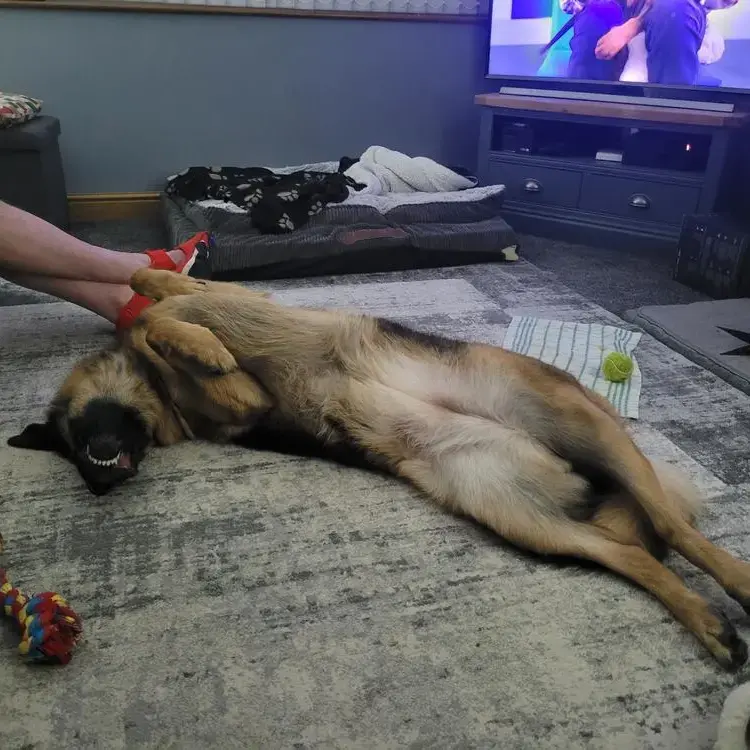 German Shepherd Dog