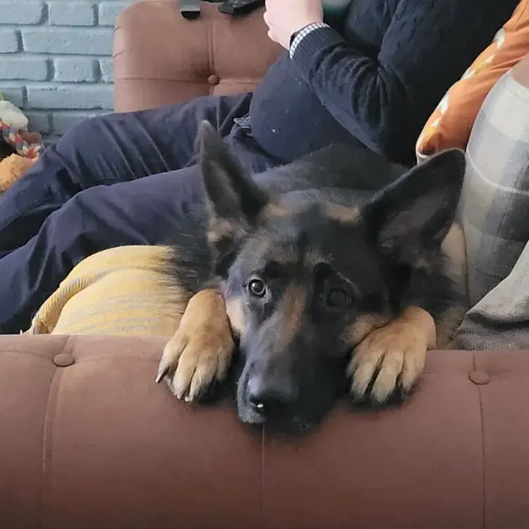 German Shepherd Dog