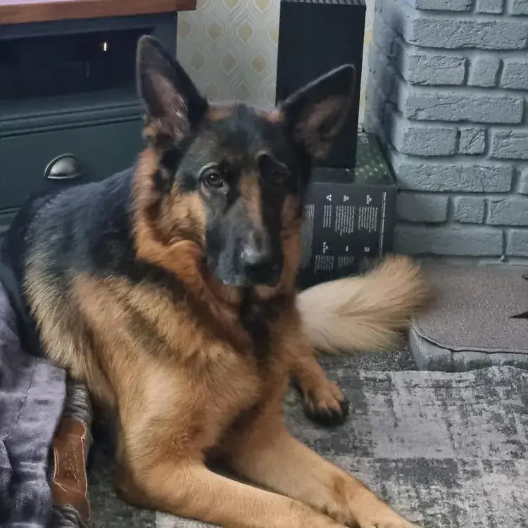 German Shepherd Dog