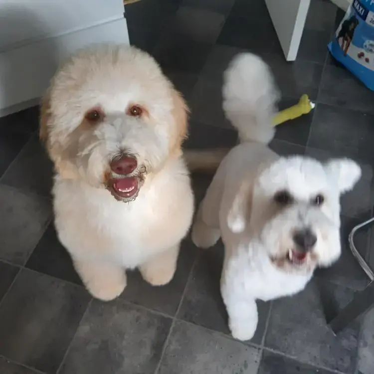 Labradoodle