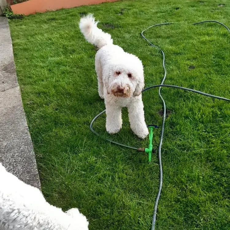 Labradoodle
