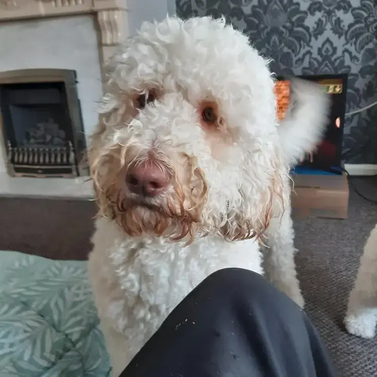 Labradoodle